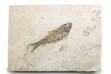 Detailed Fossil Fish (Knightia) - Wyoming #382846-1